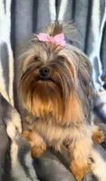 Barbi, a female Yorkshire Terrier for sale in Weaubleau, MO – Photo 8 of 9