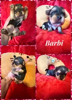 Barbi, a female Yorkshire Terrier for sale in Weaubleau, MO – Photo 7 of 9