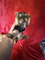 Barbi, a female Yorkshire Terrier for sale in Weaubleau, MO – Photo 1 of 9