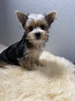 Chip, a male Yorkshire Terrier for sale in Weaubleau, MO – 4 of 8