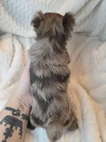 Dusty, a male Yorkshire Terrier for sale in Weaubleau, MO – Photo 4 of 4