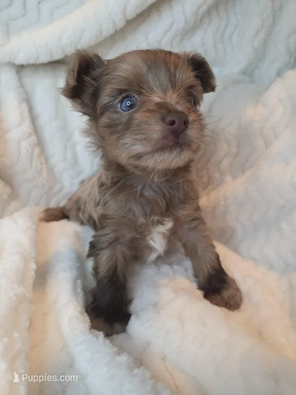 Dusty – Yorkshire Terrier puppy for sale in Weaubleau, MO