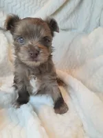 Dusty, a male Yorkshire Terrier for sale in Weaubleau, MO – Photo 3 of 4