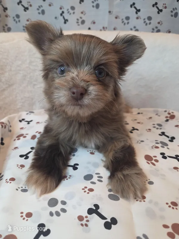Dusty – Yorkshire Terrier puppy for sale in Weaubleau, MO