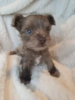 Dusty, a male Yorkshire Terrier for sale in Weaubleau, MO – Photo 2 of 4