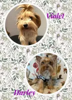 Tiffany , a female Yorkshire Terrier for sale in Weaubleau, MO – Photo 10 of 10