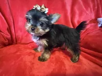 Tiffany , a female Yorkshire Terrier for sale in Weaubleau, MO – Photo 2 of 10