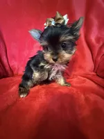 Tiffany , a female Yorkshire Terrier for sale in Weaubleau, MO – Photo 7 of 10