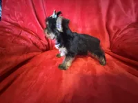 Tiffany , a female Yorkshire Terrier for sale in Weaubleau, MO – Photo 4 of 10