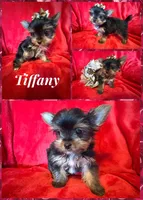 Tiffany , a female Yorkshire Terrier for sale in Weaubleau, MO – Photo 9 of 10