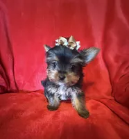 Tiffany , a female Yorkshire Terrier for sale in Weaubleau, MO – Photo 3 of 10
