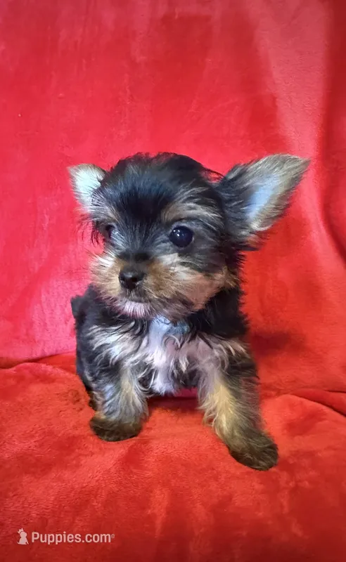 Tiffany  – Yorkshire Terrier puppy for sale in Weaubleau, MO