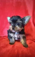 Tiffany , a female Yorkshire Terrier for sale in Weaubleau, MO – Photo 1 of 10