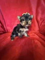 Tiffany , a female Yorkshire Terrier for sale in Weaubleau, MO – Photo 6 of 10
