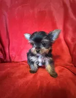 Tiffany , a female Yorkshire Terrier for sale in Weaubleau, MO – Photo 5 of 10