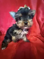 Tiffany , a female Yorkshire Terrier for sale in Weaubleau, MO – Photo 8 of 10