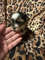 Mindy, a female Yorkshire Terrier for sale in Weaubleau, MO – 3 of 5