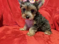 Roxanne, a female Yorkshire Terrier for sale in Weaubleau, MO – 4 of 6