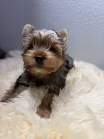 Gibson, a male Yorkshire Terrier for sale in Weaubleau, MO – 7 of 9