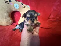 Buffy, a female Yorkshire Terrier for sale in Weaubleau, MO – Photo 2 of 10