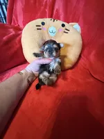 Buffy, a female Yorkshire Terrier for sale in Weaubleau, MO – Photo 5 of 10