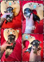 Buffy, a female Yorkshire Terrier for sale in Weaubleau, MO – Photo 7 of 10