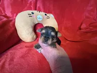 Buffy, a female Yorkshire Terrier for sale in Weaubleau, MO – Photo 4 of 10