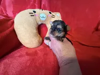 Buffy, a female Yorkshire Terrier for sale in Weaubleau, MO – Photo 6 of 10