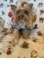 Buffy, a female Yorkshire Terrier for sale in Weaubleau, MO – Photo 10 of 10