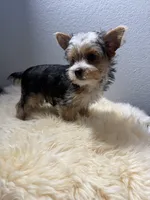 Chip, a male Yorkshire Terrier for sale in Weaubleau, MO – 3 of 8