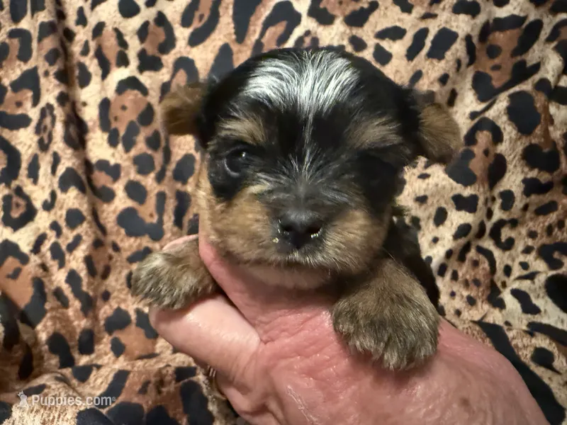Mandy – Yorkshire Terrier puppy for sale in Weaubleau, MO