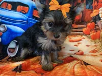 Carmel, a female Yorkshire Terrier for sale in Weaubleau, MO – Photo 6 of 6