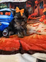 Carmel, a female Yorkshire Terrier for sale in Weaubleau, MO – Photo 2 of 6