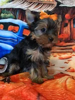 Carmel, a female Yorkshire Terrier for sale in Weaubleau, MO – Photo 1 of 6