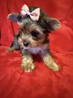 Roxanne, a female Yorkshire Terrier for sale in Weaubleau, MO – 2 of 6