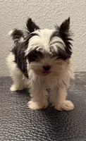 Rocky, a male Yorkshire Terrier for sale in Weaubleau, MO – 4 of 7
