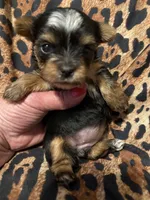 Mandy, a female Yorkshire Terrier for sale in Weaubleau, MO – 4 of 4