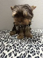 Hershey, a male Yorkshire Terrier for sale in Weaubleau, MO – 4 of 8