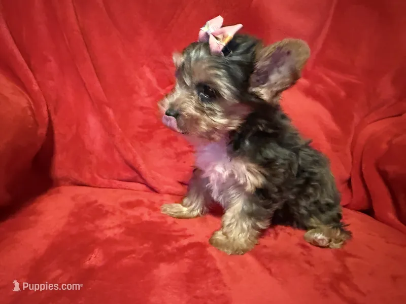 Roxanne – Yorkshire Terrier puppy for sale in Weaubleau, MO
