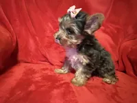 Roxanne, a female Yorkshire Terrier for sale in Weaubleau, MO – 1 of 6