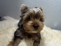 Gibson, a male Yorkshire Terrier for sale in Weaubleau, MO – 2 of 9