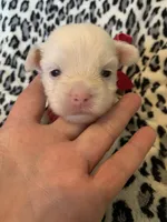 Angel, a female Yorkshire Terrier for sale in Weaubleau, MO – Photo 4 of 9