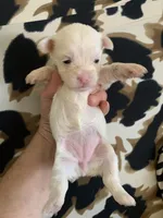 Angel, a female Yorkshire Terrier for sale in Weaubleau, MO – Photo 2 of 9