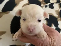 Angel, a female Yorkshire Terrier for sale in Weaubleau, MO – Photo 5 of 9