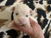 Angel, a female Yorkshire Terrier for sale in Weaubleau, MO – Photo 8 of 9