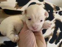 Angel, a female Yorkshire Terrier for sale in Weaubleau, MO – Photo 3 of 9