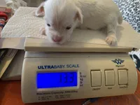 Angel, a female Yorkshire Terrier for sale in Weaubleau, MO – Photo 7 of 9