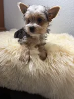 Chip, a male Yorkshire Terrier for sale in Weaubleau, MO – 6 of 8