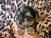 Theo, a male Yorkshire Terrier for sale in Weaubleau, MO – 3 of 4