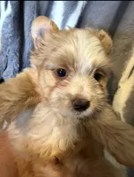 Aspen, a male Yorkshire Terrier for sale in Weaubleau, MO – Photo 2 of 7